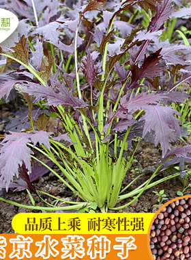 紫京水菜种子四季阳台蔬菜种籽