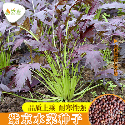 紫京水菜种子四季阳台蔬菜种籽
