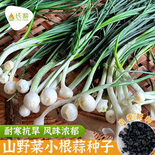 小根蒜种籽野葱野生薤白蔬菜种子四季高产易活阳台盆栽蘸酱菜种孑