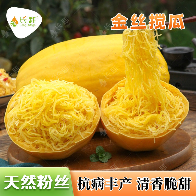 金丝搅瓜种子种籽苗丝瓜粉丝绞瓜黄金瓜西葫芦南瓜蔬菜秧苗孑茭瓜