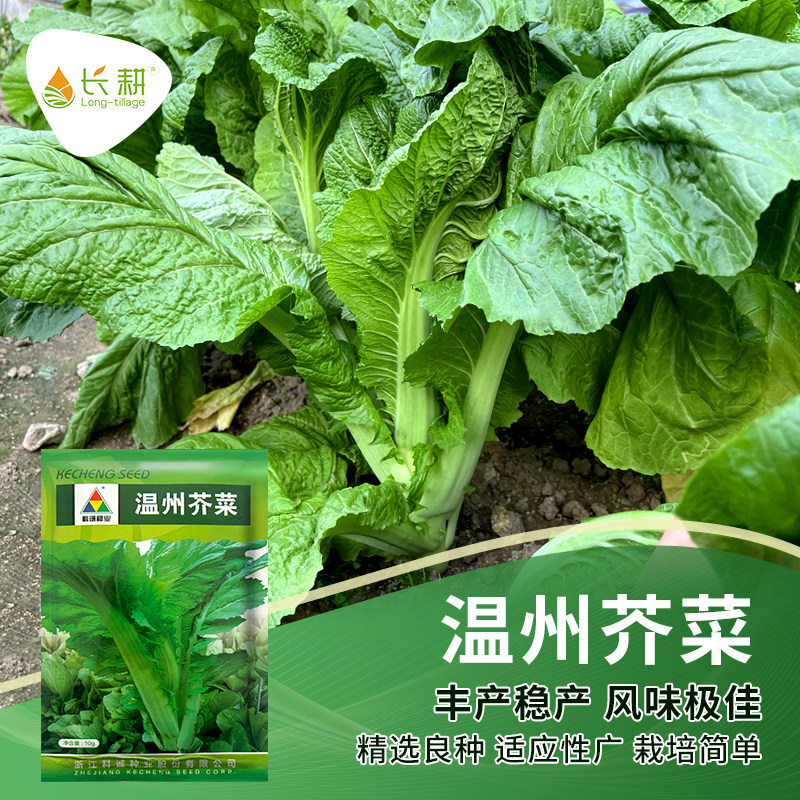 温州芥菜种子大叶厚肉介菜种籽广东春四季阳台耐寒饺子菜青菜种孑