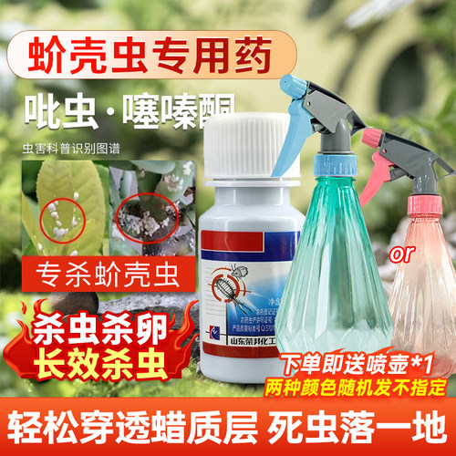 蚧壳虫专用药蚧必治介壳虫杀虫剂多肉小白虫家用花卉植物防杀虫剂