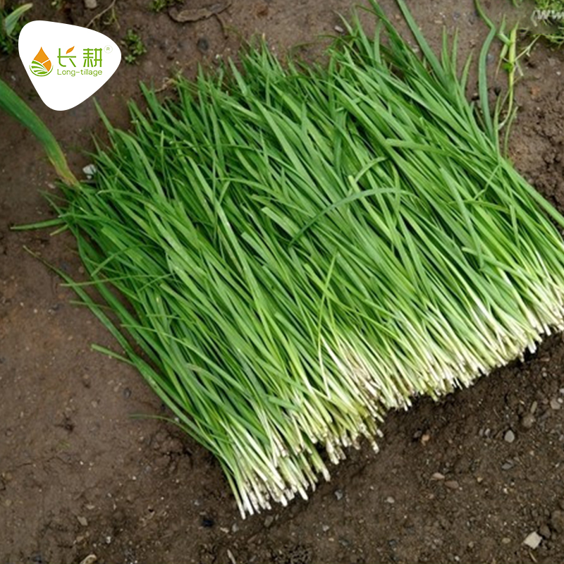 红根韭菜，现挖现发，出苗快，可多次收割