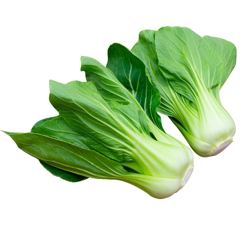 好吃奶油油菜种子夏秋播四季耐热抗寒苏州青种籽上海青菜蔬菜种孑