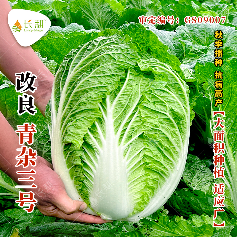 山东胶州大白菜种子秋冬四季大田