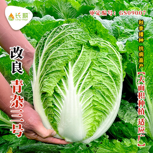山东胶州大白菜种子秋冬四季大田