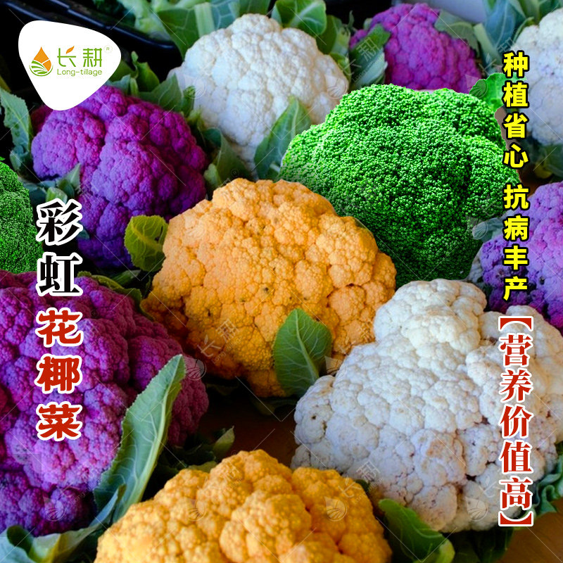 彩色花椰菜种子花菜种籽日本引进春秋四季阳台黄菜花杂交蔬菜种孑,鲜花速递/花卉仿真/绿植园艺,家庭园艺种子,淘宝优惠券,粉丝福利购,淘宝优惠卷
