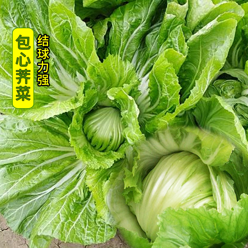高钙菜种籽大肉包心芥菜种子卷心盖菜芥菜种孑秋冬四季蔬菜阳台种
