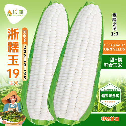 浙糯玉19白糯玉米种子高产四季播