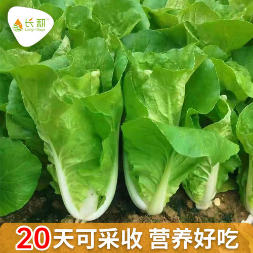 快菜种子四季奶油阳台盆栽