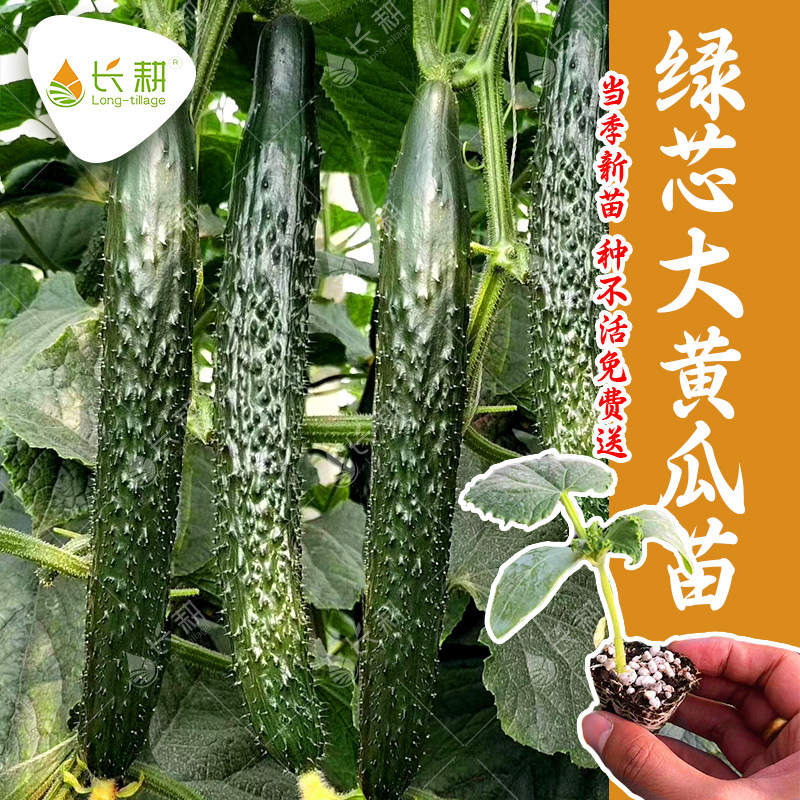 强雌绿芯黄瓜种苗高产绿芯黄瓜种子春秋盆栽蔬菜苗青瓜种籽秧苗孑,鲜花速递/花卉仿真/绿植园艺,种苗/半成品盆栽,淘宝优惠券,粉丝福利购,淘宝优惠卷