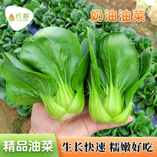 好吃奶油油菜种子夏秋播四季耐热抗寒苏州青种籽上海青菜蔬菜种孑