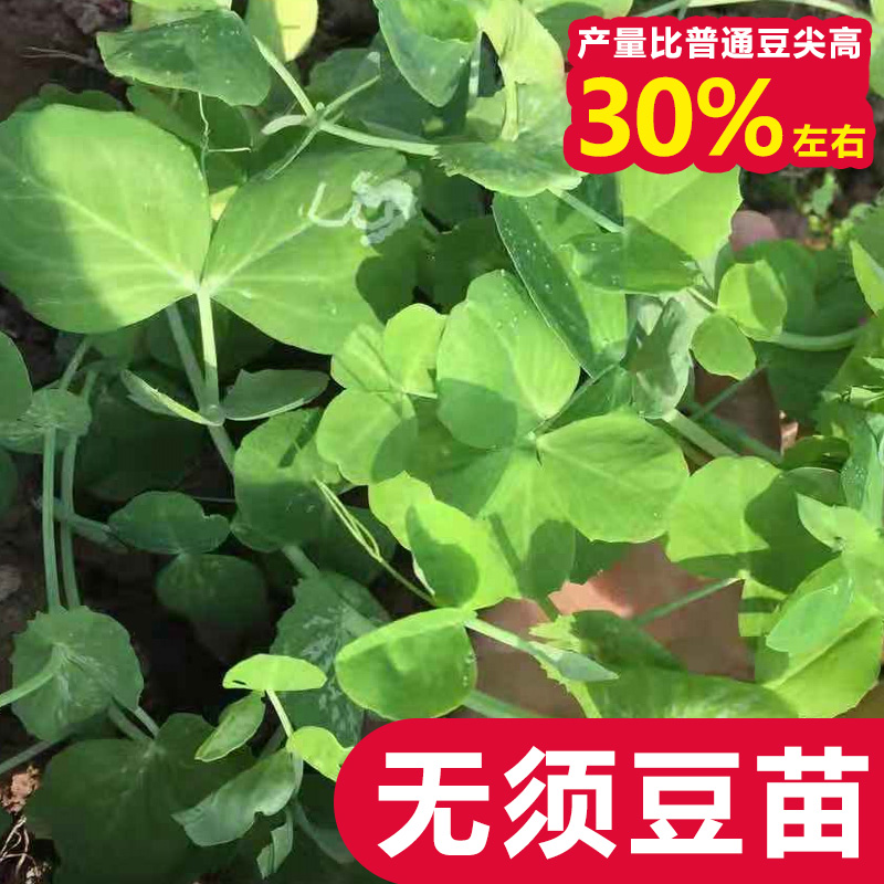 肥仔龙须菜阳台大田豌豆苗