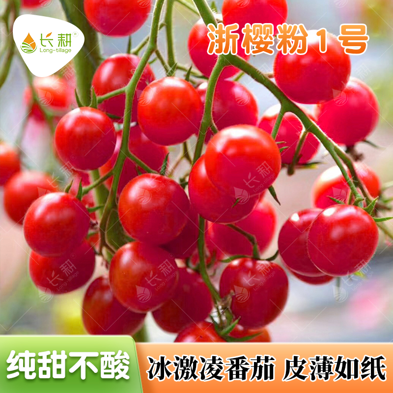 浙樱粉1号樱桃番茄种子超甜冰激凌西红柿种籽春秋四季阳台蔬菜孑