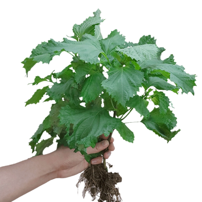 蔬菜日本食用四季阳台种植苏子叶