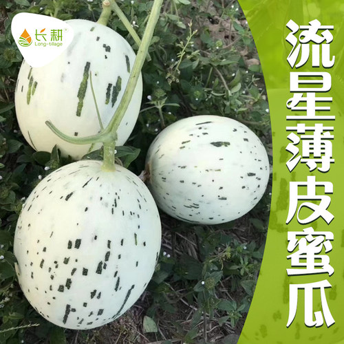 韩国流星薄皮四季高糖甜瓜种子