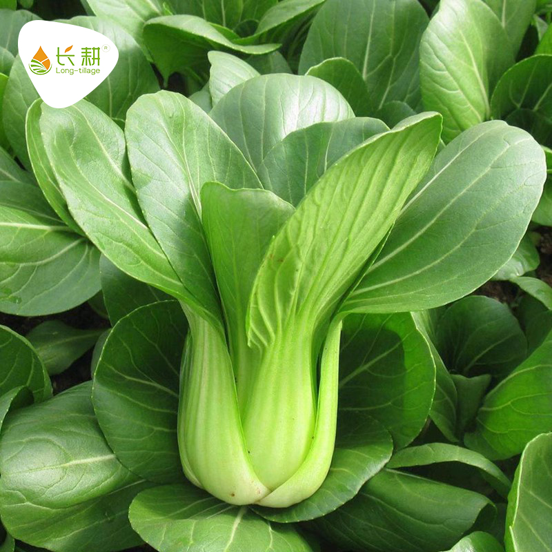 香菇菜油菜种子青梗菜青菜四季播