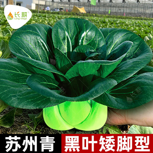 黑叶矮脚苏州青种籽上海青菜种子苗大全油菜春夏秋四季蔬菜孑软糯