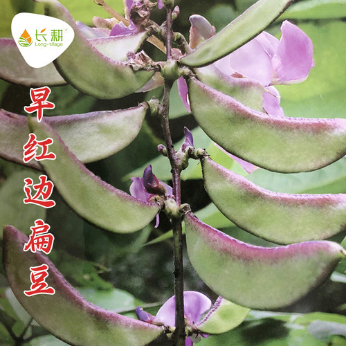农家红边四季春秋蔬菜种孑扁豆角