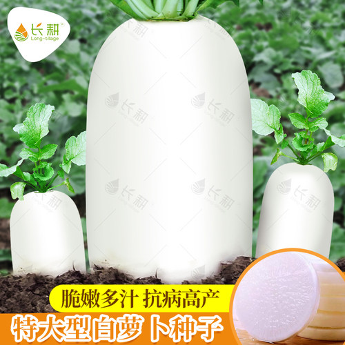 九斤王特大型白萝卜种子四季耐寒