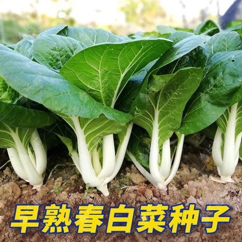 早熟春味白菜种子春季