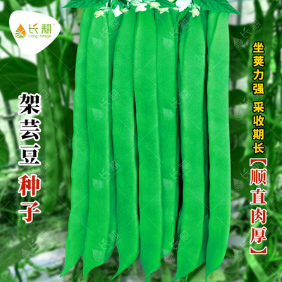 架芸豆种子山东寿光青龙扁芸豆种籽春秋杂交四季豆油豆角蔬菜种孑
