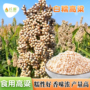 食用白高粱种子山西超糯白糯一号种籽春季秋四季阳台盆栽杂粮种孑