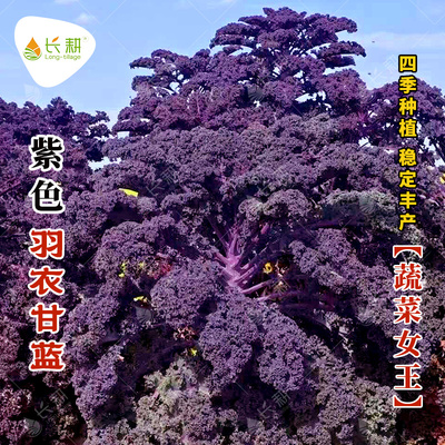 紫羽衣甘蓝种子食用甘兰种籽春秋四季盆栽紫色皱叶菜秧苗蔬菜种孑
