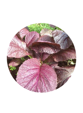 韩国进口紫芥菜种子大叶菜园特色