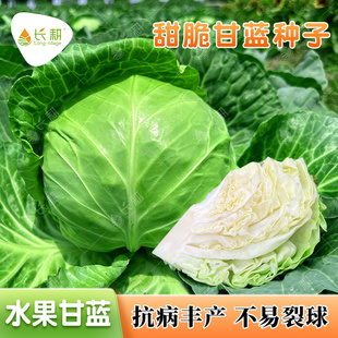 甜脆水果甘蓝种子生食甘兰种籽春秋四季阳台大头菜卷心菜蔬菜种孑