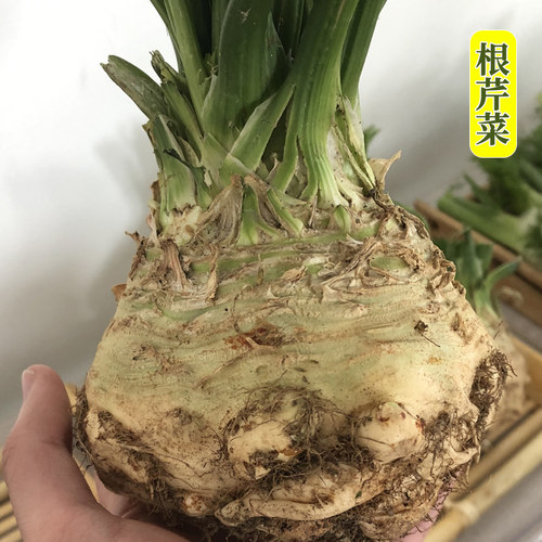 芹菜种子食用夏秋四季转基因