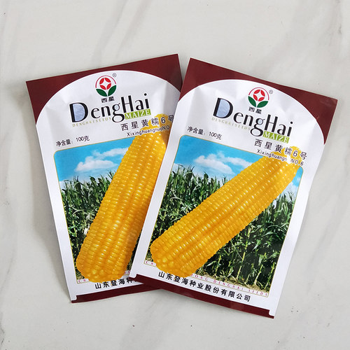 早熟糯玉米种籽黄糯玉米种子春夏四季高产特大蔬菜孑香糯粘种子孑