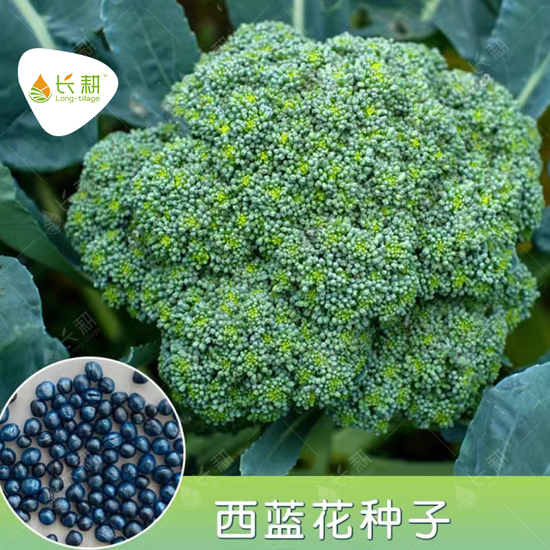 进口西兰花种子耐寒优秀四季