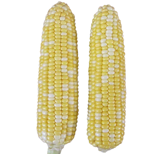 双色水果玉米种子超甜玉米种籽香甜春夏四季播大田黄棒子高产种孑