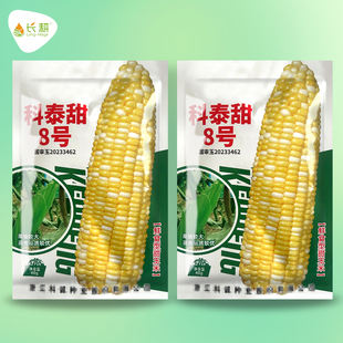 科泰甜8号水果玉米种子超甜鲜食双色玉米种籽春秋季国审大果种孑
