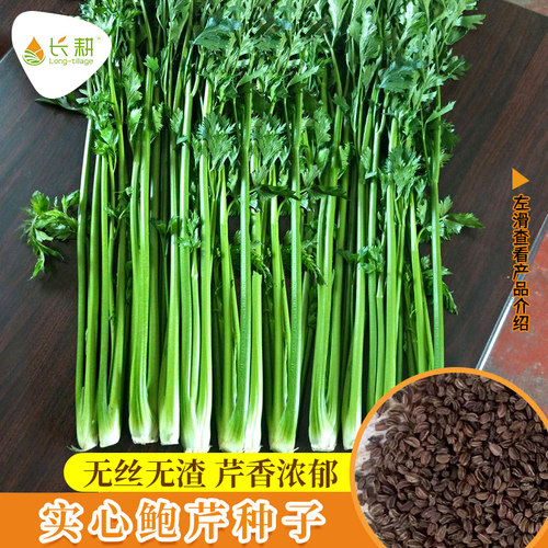 四季章丘鲍芹种子实心高产蔬菜籽