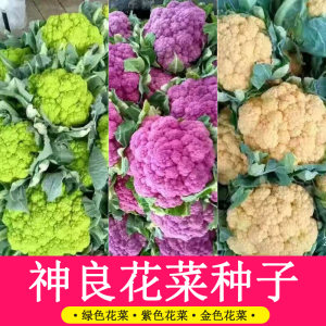 特色松花菜种籽花菜种子大全秋冬四季紫松花金菜花大田日本引进孑