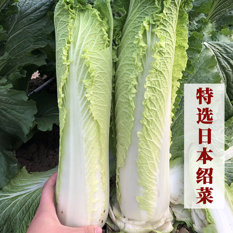 日本绍菜大白菜种子青麻叶快菜青菜种籽阳台盆栽蔬菜种孑春季四季