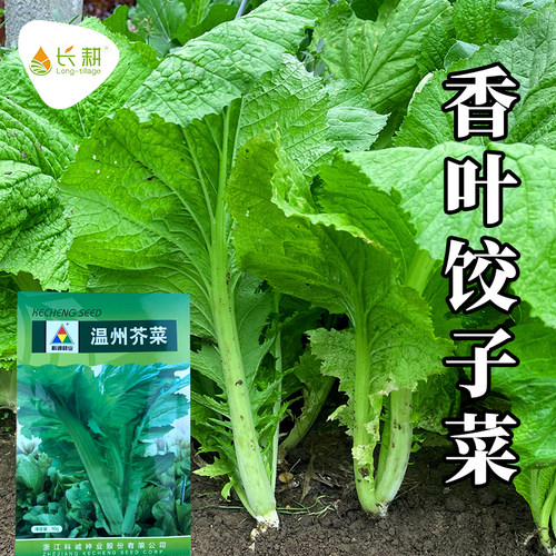 香叶饺子菜种子大叶香芥菜