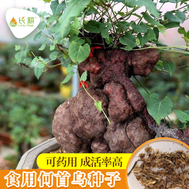 何首乌种子药用高产可食用四季播
