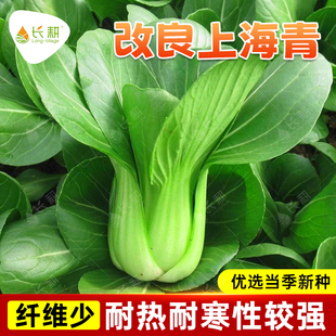 改良上海青种子杂交油菜种籽春秋四季 四月慢苏州青梗菜耐寒蔬菜孑