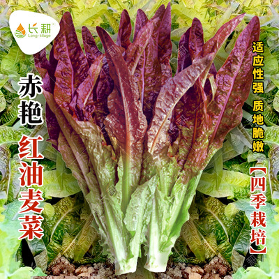 紫红油麦菜种子四季播种