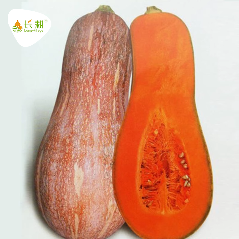 板栗味蜜本南瓜春秋四季蔬菜种子