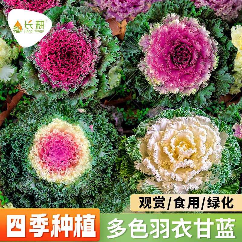 多彩羽衣甘蓝种籽观赏食用日本甘兰蔬菜种子叶牡丹春秋季盆栽菜籽