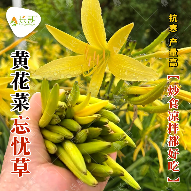 黄花菜种子大田观赏金针菜籽