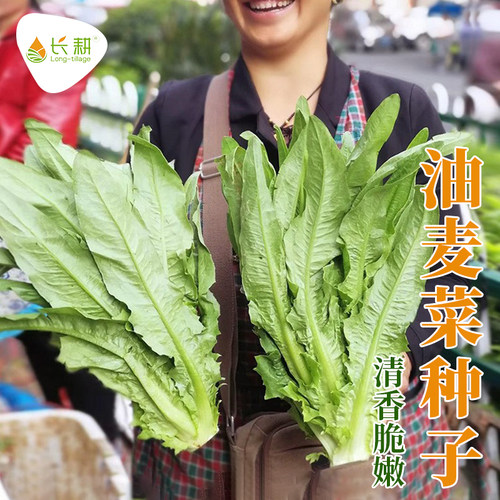 四季米香油麦菜种子高产蔬菜种孑