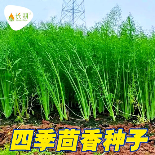 割茬茴香种子四季蔬菜阳台盆栽
