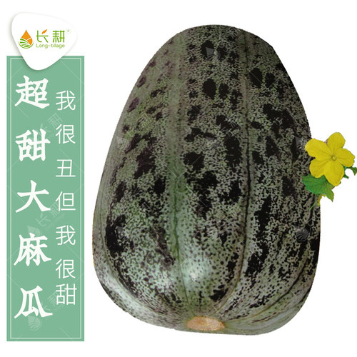 特大花皮羊角蜜四季高产甜瓜种子