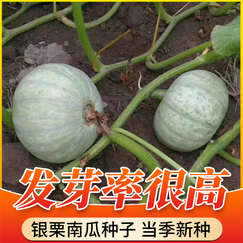 栗贝南种子春种新皮疆香板味栗甜粉瓜糯蔬菜银种贝孑季南四白瓜籽
