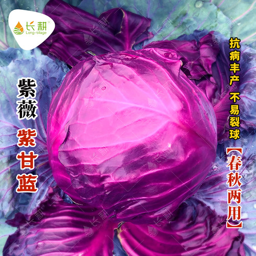 日本紫甘蓝种子春秋季甘蓝种籽四季盆栽包心菜紫色大头菜蔬菜种孑